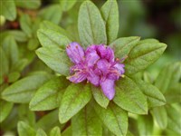Рододендрон красноватый – Rhododendron russatum Balf.f. & Forr.