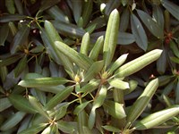 Рододендрон крупный – Rhododendron maximum L.