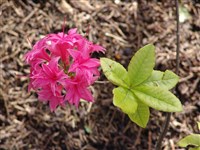 Рододендрон малый, каролинианский, точечный – Rhododendron minus Michx.