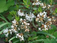 Рододендрон мелкоцветковый – Rhododendron micranthum Turch.