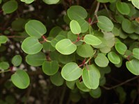 Рододендрон округлый – Rhododendron orbiculare Decne.