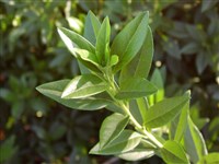 Рододендрон остроконечный – Rhododendron mucronulatum Turch.