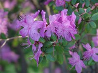 Рододендрон плотный, перепутанный – Rhododendron impeditum Franch.