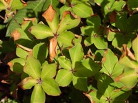 Рододендрон пятилистный – Rhododendron quinquefolium Bisset & Moore