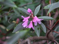 Рододендрон ржаво-красный, альпийская роза – Rhododendron ferrugineum L.