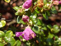 Рододендрон салуенский – Rhododendron saluenense Franch.