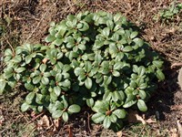 Рододендрон сложный – Rhododendron intricatum Franch.