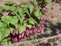 Родохитон темнокроваво-красный – Rhodochiton atrosanguineum (Zuss.) Rothm.