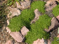 Род азорелла – Azorella Lam.