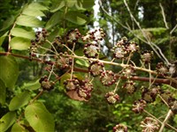 Род аралия – Aralia L.