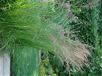 Род вейник – Calamagrostis Adans.