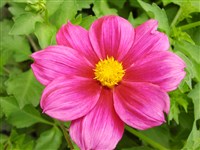 Род георгина (далия) – Dahlia Cav. (1)