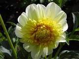 Род георгина (далия) – Dahlia Cav. (3)