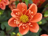 Род георгина (далия) – Dahlia Cav. (4)