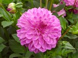 Род георгина (далия) – Dahlia Cav. (5)