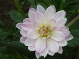 Род георгина (далия) – Dahlia Cav. (7)