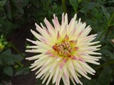Род георгина (далия) – Dahlia Cav. (9)
