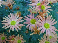 Род дендрантема – Dendranthema (DC.) Desmoul (1)