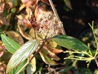 Род калина – Viburnum L.