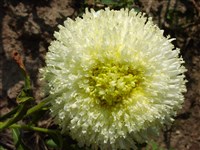 Род каллистефус (китайская астра) – Callistephus Cass. (1)