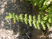 Род лабазник (таволга) – Filipendula Mill.