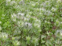 Род синеголовник – Eryngium L.