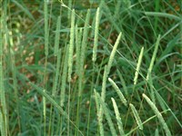 Род тимофеевка (аржанец) – Phleum L. (1)