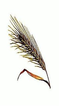 Рожь [кулинария]