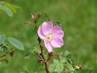 Роза Вудса – Rosa woodsii Lindl.