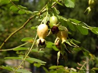 Роза Мойези – Rosa moyesii Hemsl.et Wils.