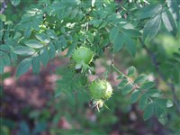 Роза Роксбурга, ореховая – Rosa roxburghii Tratt.