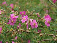 Роза Уебба – Rosa webbiana Wall.