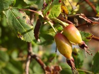 Роза альпийская, свисающая – Rosa pendulina L.