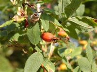 Роза белая – Rosa x alba L.