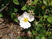 Роза виргинская – Rosa virginiana Herrm.