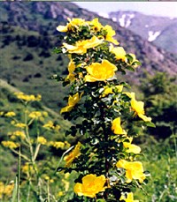 Роза вонючая, австрийская, желтая – Rosa foetida Herrm.