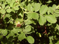 Роза галльская, французская, провансальская, красная – Rosa gallica L. (1)