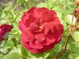 Роза дамасская – Rosa x damascena Mill. (2)