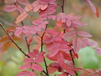 Роза иглистая, иглица – Rosa acicularis Lindl.