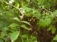 Роза многоцветковая, японская, полиантовая – Rosa multiflora Thunb.