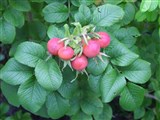 Роза морщинистая – Rosa rugosa Thunb. (2)