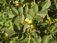 Роза мускусная – Rosa moschata Herrm.