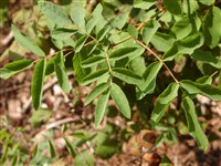 Роза нутканская – Rosa nutkana C.Presl.