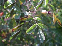 Роза прелестная – Rosa blanda Ait.