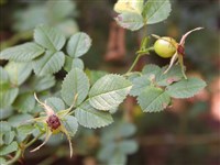 Роза ржавчинная, эглантерия – Rosa rubiginosa L.