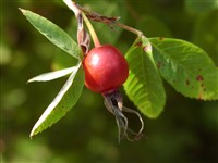 Роза рыхлая – Rosa laxa Retz. (1)