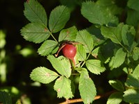 Роза сизая – Rosa glauca Pourret.