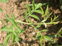 Роза собачья, обыкновенная – Rosa canina L. (1)