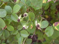 Роза столистная, центифолия, многолистная, голландская – Rosa x centifolia (1)