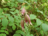 Роза щетинконожковая – Rosa setipoda Hemsl. (1)